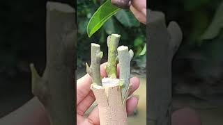 Plant grafting and tree care techniques 2827 [upl. by Wolk847]