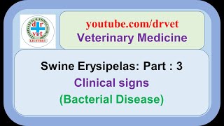 Swine Erysipelas Part 3 l clinical signs [upl. by Ahsitauq]