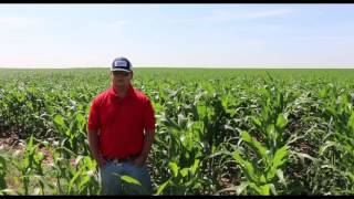 Supporting Plant Health with InFurrow Application [upl. by Jorin974]