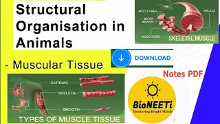 Muscular Tissues  Structure Types Functions Structural Organisation Animals NEET [upl. by Essilrahc]