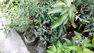 12 Baro Maser Amer Chara  12 Month Mango Plant amp others [upl. by Aila]