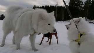 117 My Japanese Spitz 日本スピッツ meets the Samoyed for the first time [upl. by Jeuz]