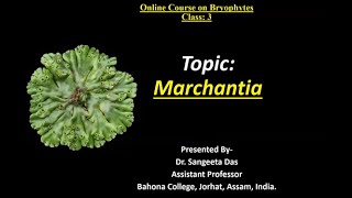 Marchantia [upl. by Nafri648]