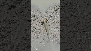 Giantmudskipper Atlanticmudskipper Periophthalmini Shuttleshoppfish Mudskippers Ep206 [upl. by Zales563]