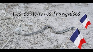 Les COULEUVRES FRANCAISES [upl. by Yesiad617]