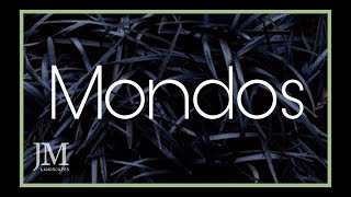 How To Look After Your Mondos｜Friday Plant Day [upl. by Ynamad]