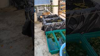 🛑Guppy Frys Outdoor Pond Setup 🐟😯Part2 shortsguppyguppyfishguppybreedingguppyfishtankfish [upl. by Yadahs]