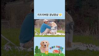 대형견 산책 Vlog  대형견 일상 골든리트리버 천사견 Big Dog Walk  Walk Vlog  Golden Retriever  일상 브이로그  강아지교육 [upl. by Ttenaj603]