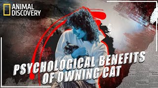 The Psychological Benefits Of Owning A Cat  Animal Discovery [upl. by Nored]