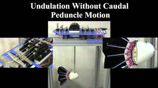 Robotic caudal fin motion and experimental towing system [upl. by Klayman]