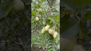 Eating guava in the garden shorts fruit guava fruitcutting cuttingskills [upl. by Nnayllek]