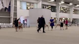 Ibizan Hound Club of the United States Live Stream  Juniors [upl. by Neddy]