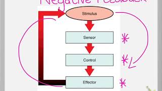 Endocrine System Negative feedback [upl. by Danete]