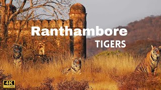 Ranthambore National parks  Tiger Reserve  The Land Of Tigers [upl. by Ardrey]