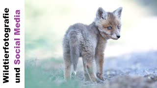 Wildtierfotografie und Social Media [upl. by Eetnom843]