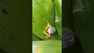 Fringe leaf frogs shedding shortvideo reptiles shortsfeed cute frogs [upl. by Uile]