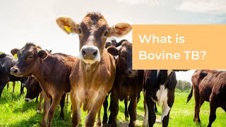 What is Bovine TB [upl. by Adnoma166]