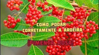 Poda da aroeira pimenta rosa [upl. by Helm]