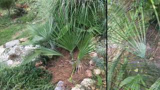 Garden in zone 7 with hardy palms Yuccas Agaves etc [upl. by Aivatnohs]