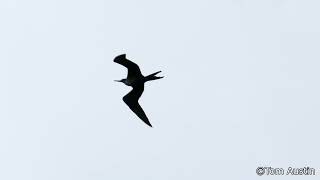 Magnificent Frigatebird during Hurricane Helene [upl. by Neyud]