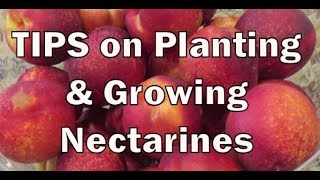 TIPS on planting growingnectarines southerncaliforniagardening gardeningtips gardeningideas [upl. by Esojnauj]