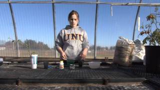 Penstemon Propagation  Cuttings Method [upl. by Airehc]