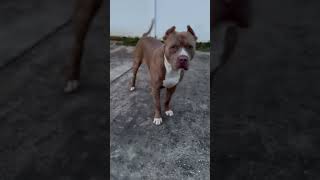 Brixton 👿 pitbull youtubeshorts [upl. by Woodhouse463]