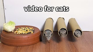 Cat Tv 🐭Rat Video for Cats to Watch🐭Cat Games🐭 [upl. by Wamsley500]