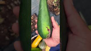 How amp When To Harvest Zucchini quotBlack Beautyquot beauty amazing gardening [upl. by Donell17]