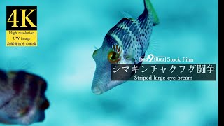 【4K 水中映像】シマキンチャクフグの闘争  Valentins sharpnose puffer  Canthigaster valentini [upl. by Ariom]