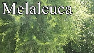 how to grow Melaleuca plants caregrowing tipsMelaleuca palnt evergreen plant [upl. by Kred]