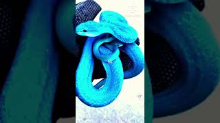 Bullo snake 🐍 shortsvideo snake [upl. by Edieh]