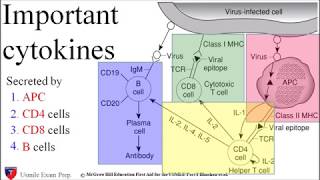 Important Cytokines Immunology  USMLE Exam Prep [upl. by Akemrehs]