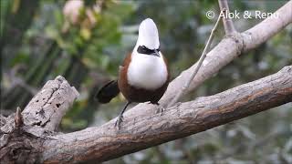 Whitecrested Laughingthrush  call and laughter [upl. by Zeus149]