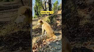 Army dog 🐕 in dutynewarmytrending video [upl. by Mika]