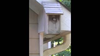 chickadee fledges [upl. by Neila]