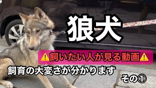 狼犬を飼いたい人に見て欲しい動画【その①】 [upl. by Yrehcaz]