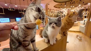 So Cute Visiting a large Japanese cat cafe in Nagoya 🐈 🥤 CAT CAFE MOCHA [upl. by Oibesue]