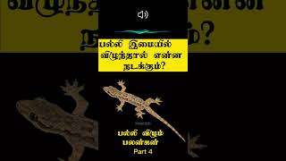 பல்லி இமையில் விழுந்தால் இது நடக்கும்  Palli vilum palan in Tamil  Intamizh  shorts [upl. by Ennovy]