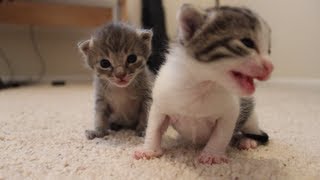 2 Weeks Old Kitten Update [upl. by Fradin]