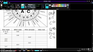 Codon Worksheet [upl. by Quincey]