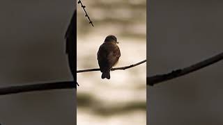 Spotted flycatcher [upl. by Auhsot]