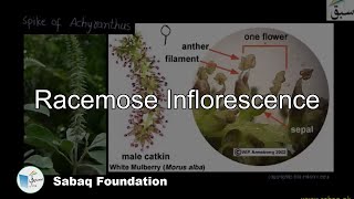 Racemose Inflorescence Biology Lecture  Sabaqpk [upl. by Melania]