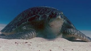 Nesting Frigate Birds and Baby Turtles  BBC Studios [upl. by Pickar]