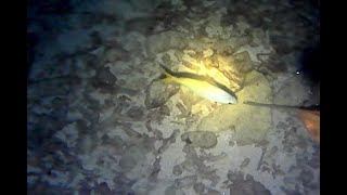 SpearfishingMaluku Barat Daya Part 20  Serunya Berburu di Spot Ikan Lolosi Ekor Kuning [upl. by Leonelle]