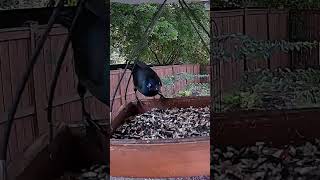 Griffin the Grackle birdcam commongrackle countbasie rivercitybirdscafe [upl. by Davie]