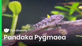 One of the Smallest Fish in the World  Dwarf Pygmy Goby Pandaka Pygmaea  Planted Tank [upl. by Edrahs878]