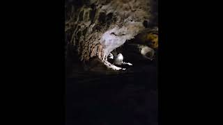 Carlsbad Caverns Huge 8acre cave amp stunning sunset bat flights touristattraction albuquerque [upl. by Nnylrefinnej286]