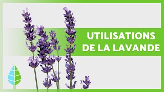 BIENFAITS de la LAVANDE 💜 Propriétés utilisations et contreindications [upl. by Reppep148]