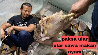 cara paksa ular sawa batik makanTIP untuk sado kan ular sawa peliharaansnake feeding [upl. by Gardia]